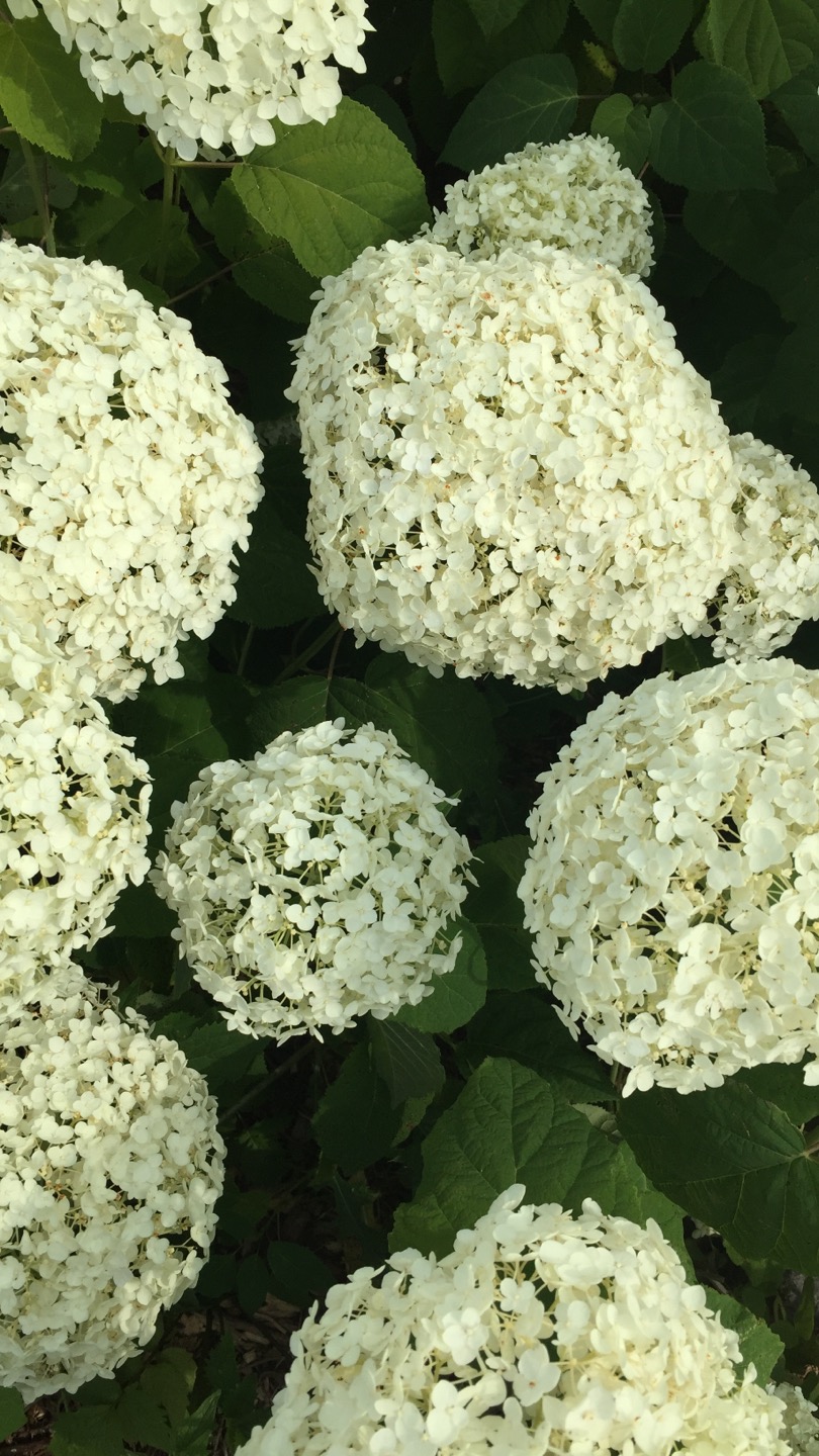 CF51E142-6900-4415-BA9E-891E316776AC